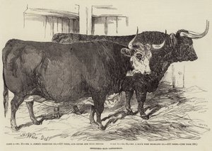 Smithfield Club Cattle-Show